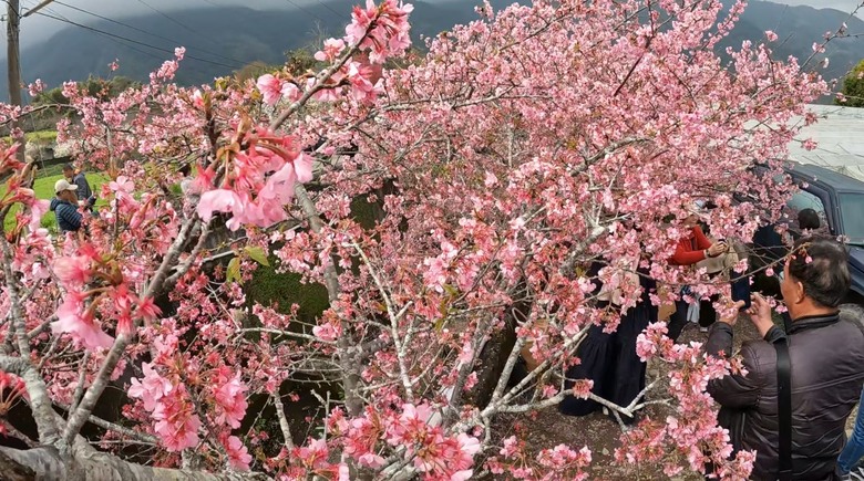 草坪頭賞櫻花賞李花,2月5日花況分享