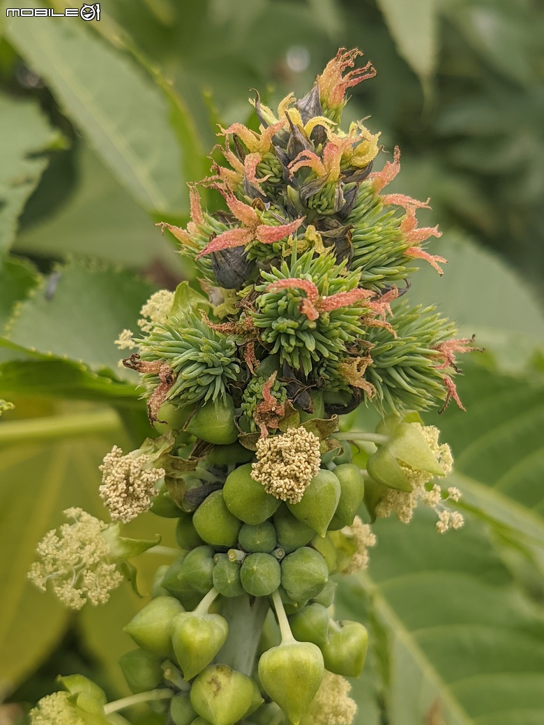 炮仗花+蔥花+煙火花+火焰木+蓖麻 台南市東區裕永路後甲公園 02/09