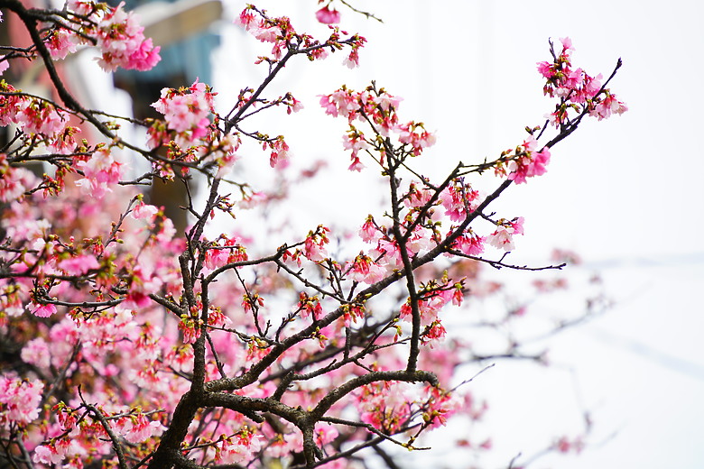 春夏秋冬，賞花兼試鏡。T28-200mm