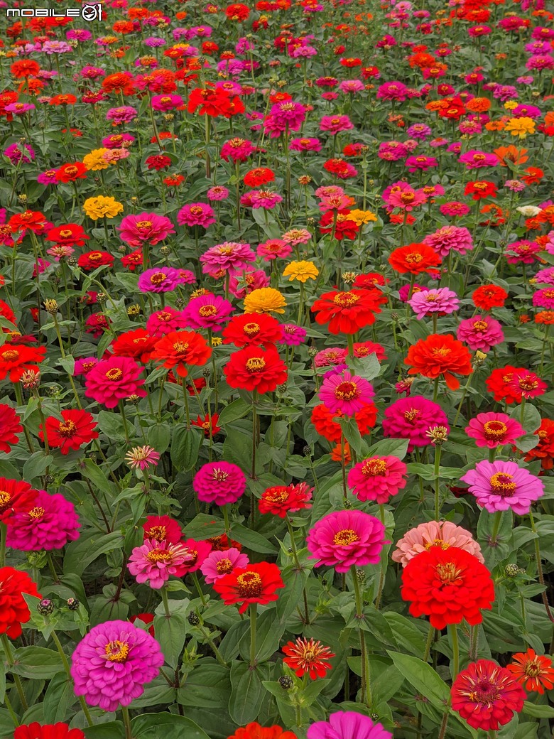 百日菊+炮仗花 台南市山上區淨水池區 02/02