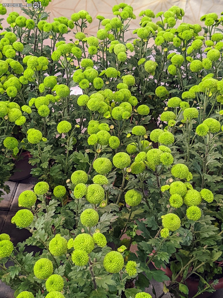 花在彰化 彰化縣溪州鄉中央路三段138號 02/01