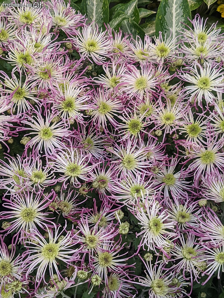 花在彰化 彰化縣溪州鄉中央路三段138號 02/01