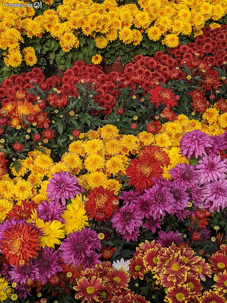 花在彰化 彰化縣溪州鄉中央路三段138號 02/01