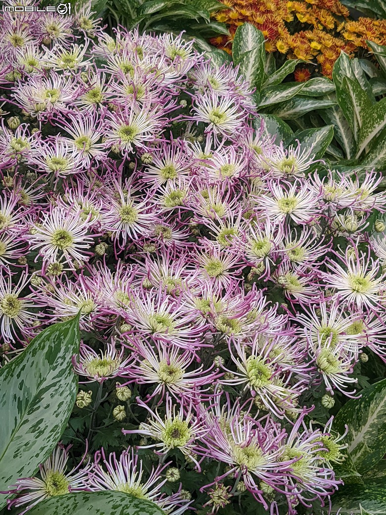 花在彰化 彰化縣溪州鄉中央路三段138號 02/01