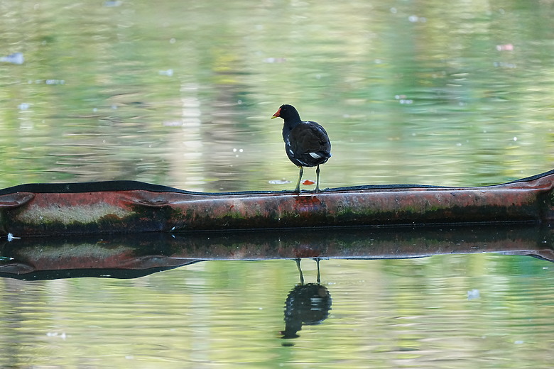 點我看大圖 Sony FE 400-800mm f/6.3-8 G OSS 評測報告|E-mount 首顆 800mm 砲降臨!