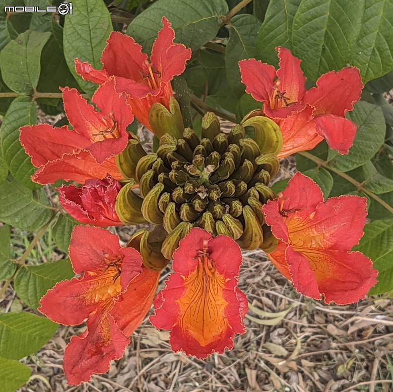 炮仗花+蔥花+煙火花+火焰木+蓖麻 台南市東區裕永路後甲公園 02/09