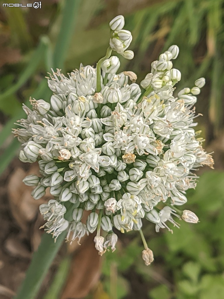 炮仗花+蔥花+煙火花+火焰木+蓖麻 台南市東區裕永路後甲公園 02/09