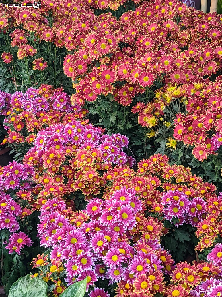 花在彰化 彰化縣溪州鄉中央路三段138號 02/01