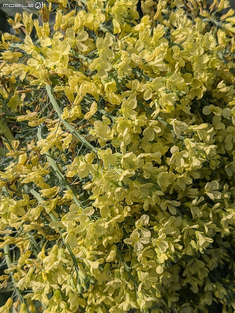 青花菜 台南市仁德區中生里中洲福德祠附近 02/16