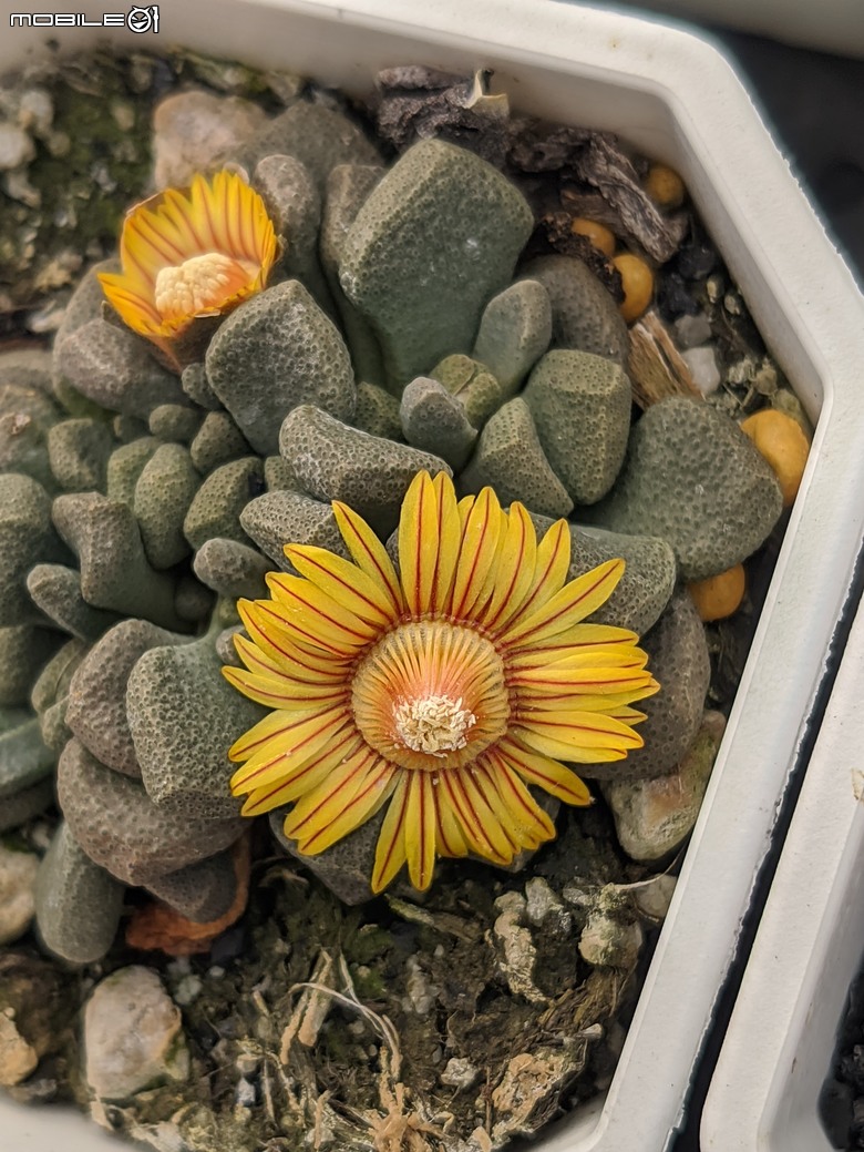 多肉植物開花 台南市佳里區興化里綠樹園藝 02/22