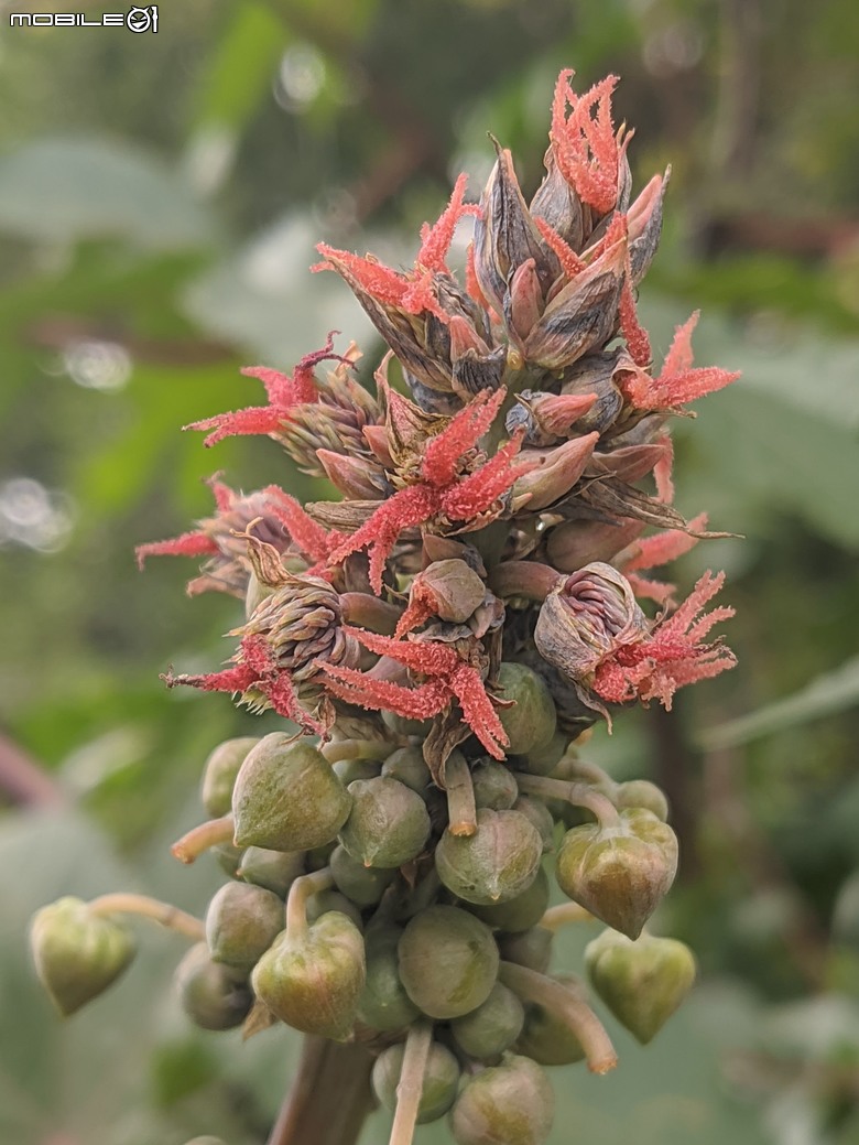 炮仗花+蔥花+煙火花+火焰木+蓖麻 台南市東區裕永路後甲公園 02/09