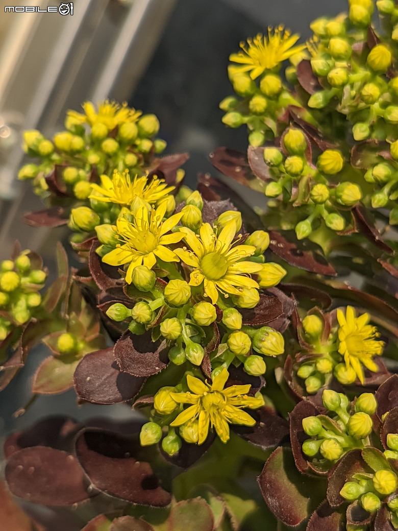 多肉植物開花 台南市佳里區興化里綠樹園藝 02/22