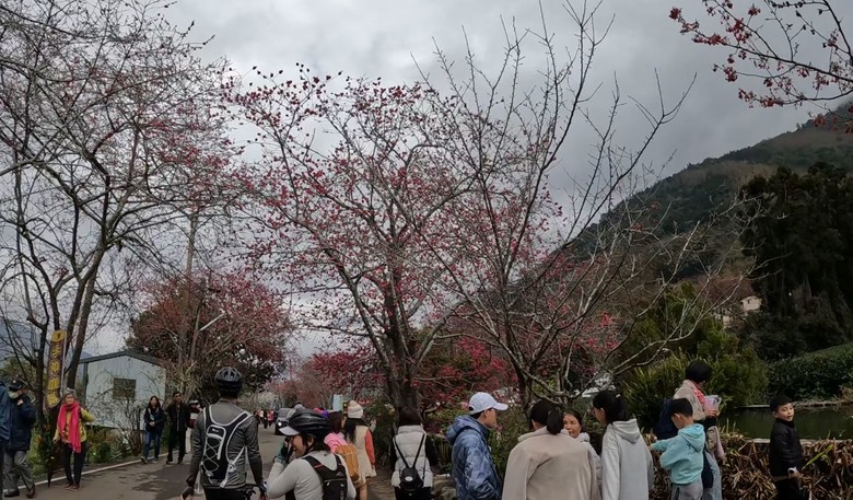草坪頭賞櫻花賞李花,2月5日花況分享