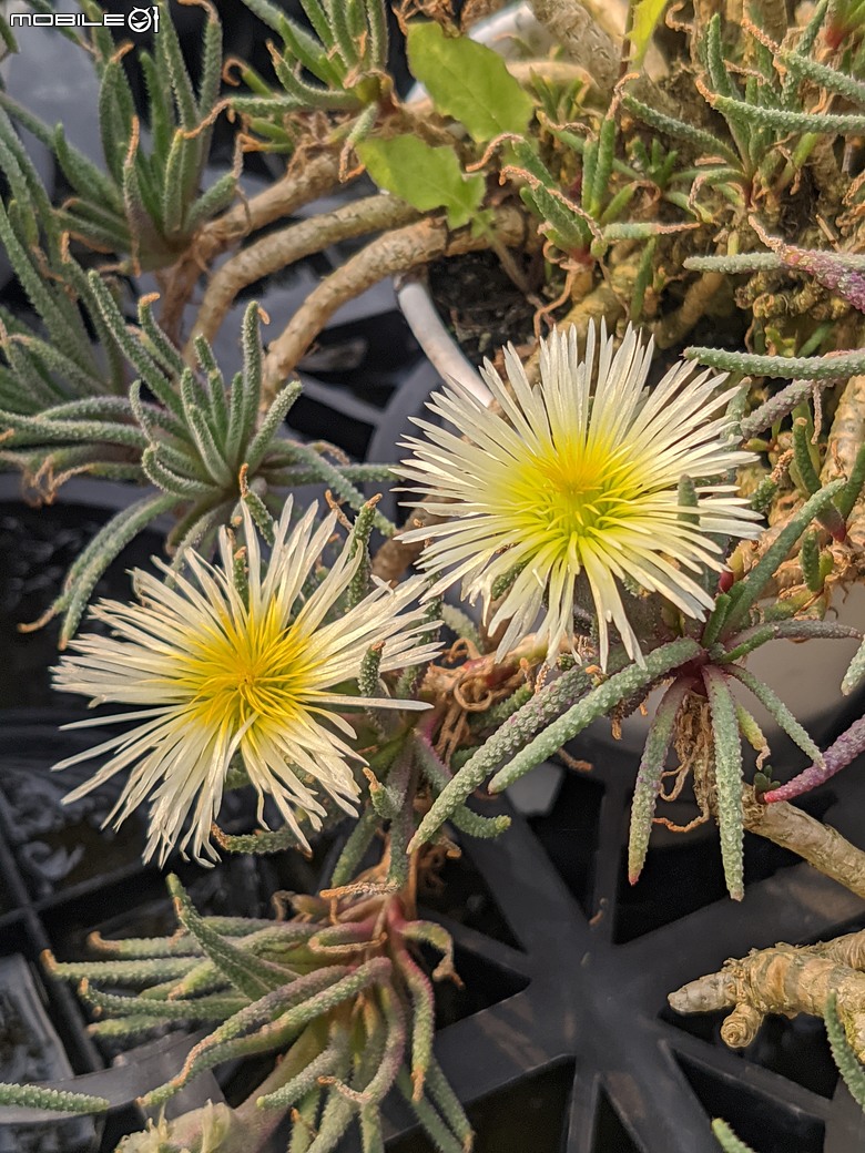 多肉植物開花 台南市佳里區興化里綠樹園藝 02/22