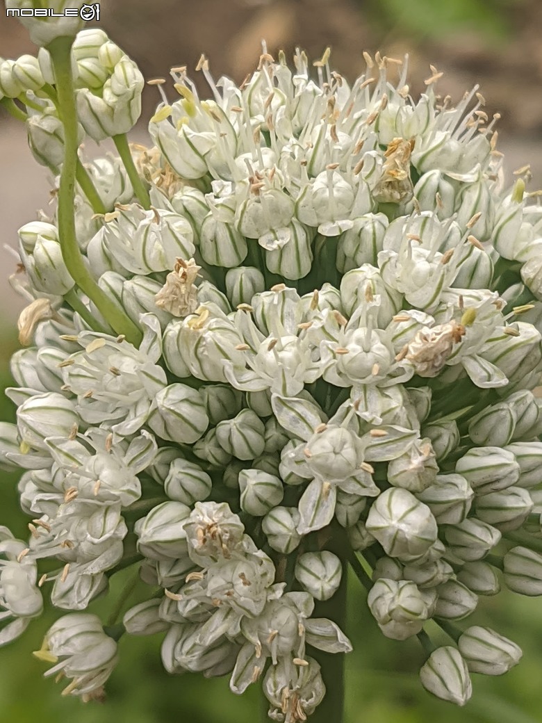 炮仗花+蔥花+煙火花+火焰木+蓖麻 台南市東區裕永路後甲公園 02/09