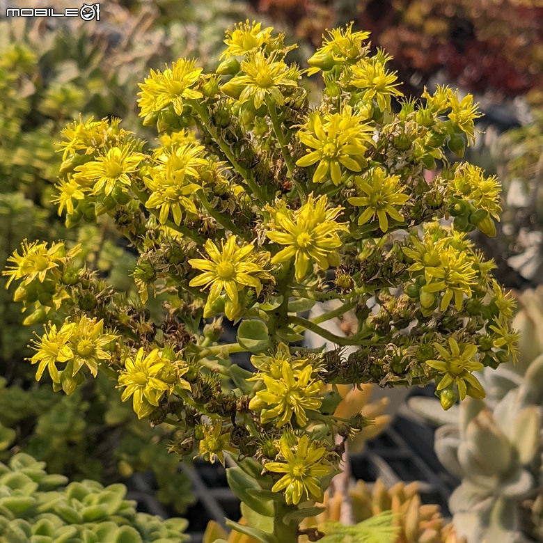 多肉植物開花 台南市佳里區興化里綠樹園藝 02/22