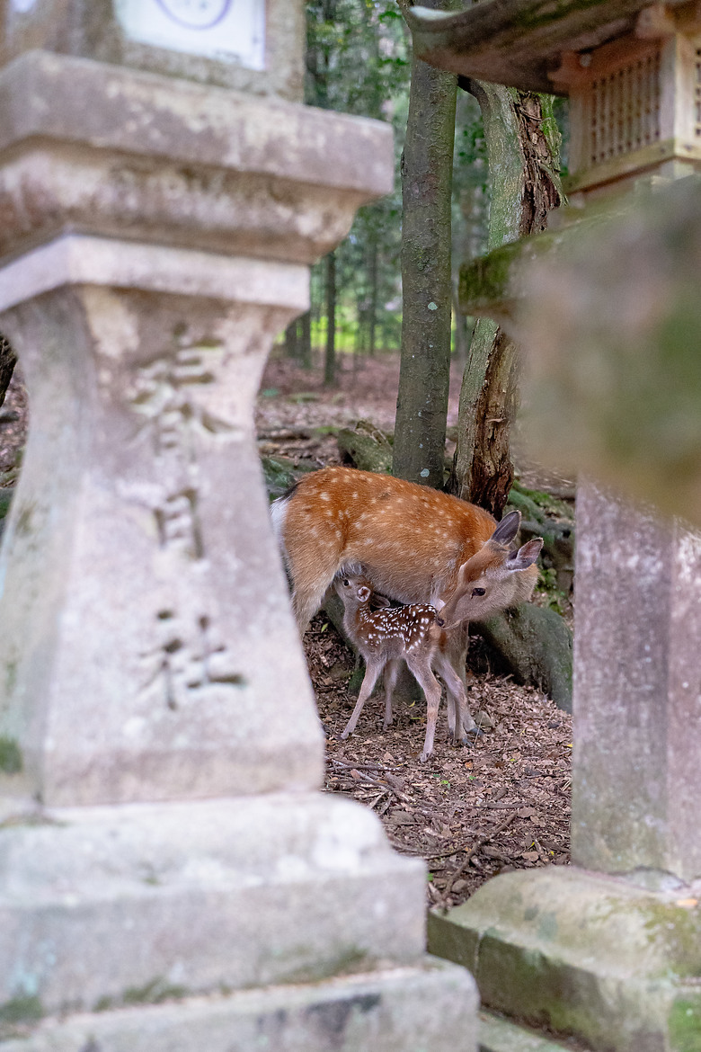 【關西】獨旅，奈良篇