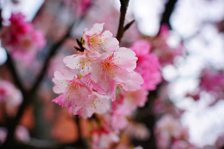 春夏秋冬，賞花兼試鏡。T28-200mm