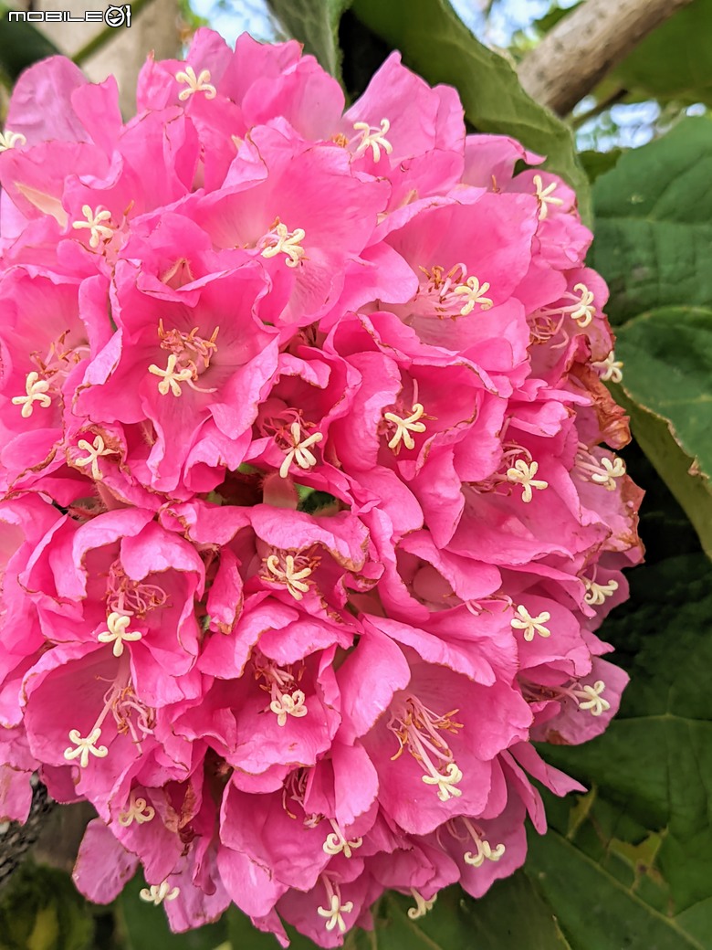 紅花風鈴木+非洲芙蓉 台南市仁德區仁德滯洪池 01/18