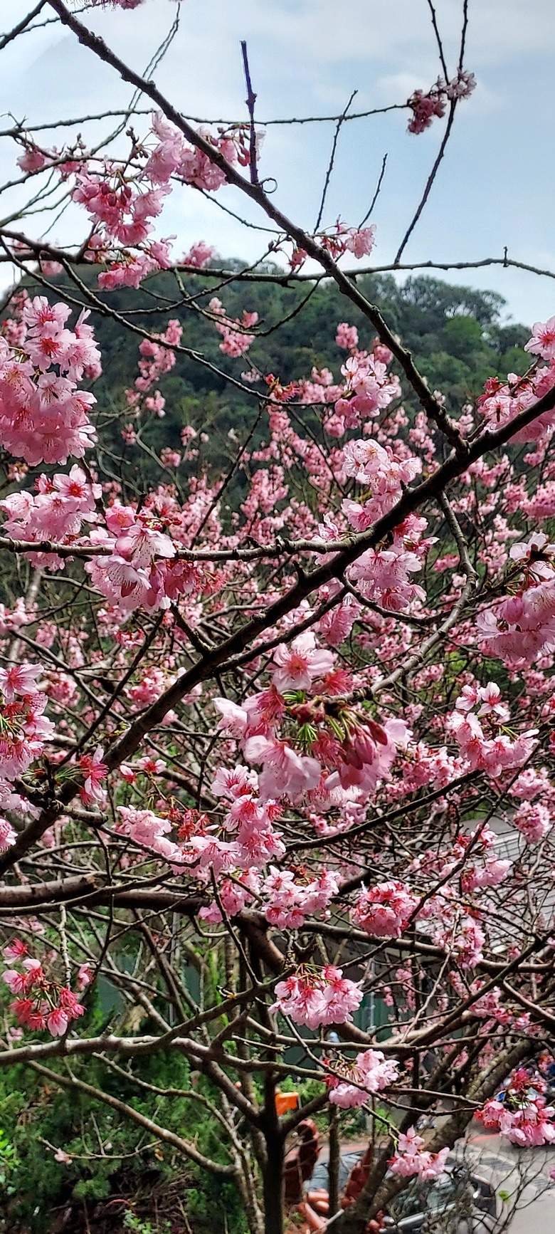 碧山巖花花之旅