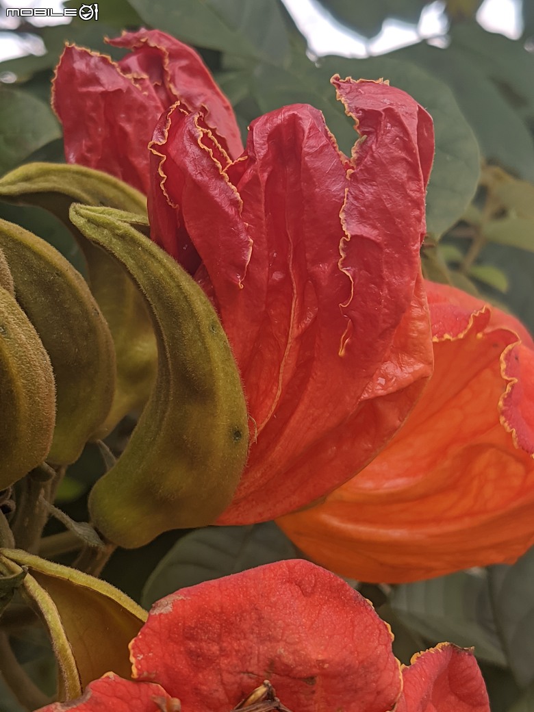 炮仗花+蔥花+煙火花+火焰木+蓖麻 台南市東區裕永路後甲公園 02/09