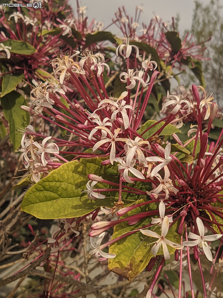 炮仗花+蔥花+煙火花+火焰木+蓖麻 台南市東區裕永路後甲公園 02/09