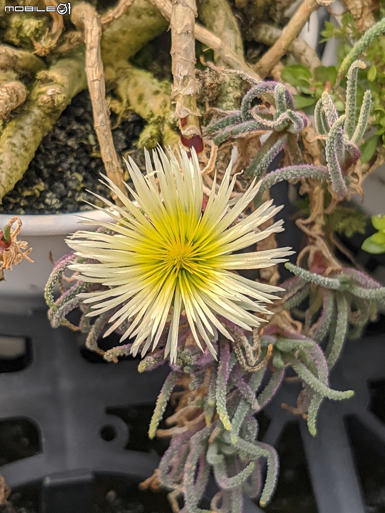多肉植物開花 台南市佳里區興化里綠樹園藝 02/22