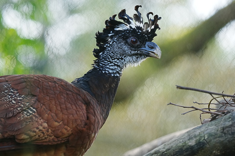 點我看大圖 Sony FE 400-800mm f/6.3-8 G OSS 評測報告|E-mount 首顆 800mm 砲降臨!