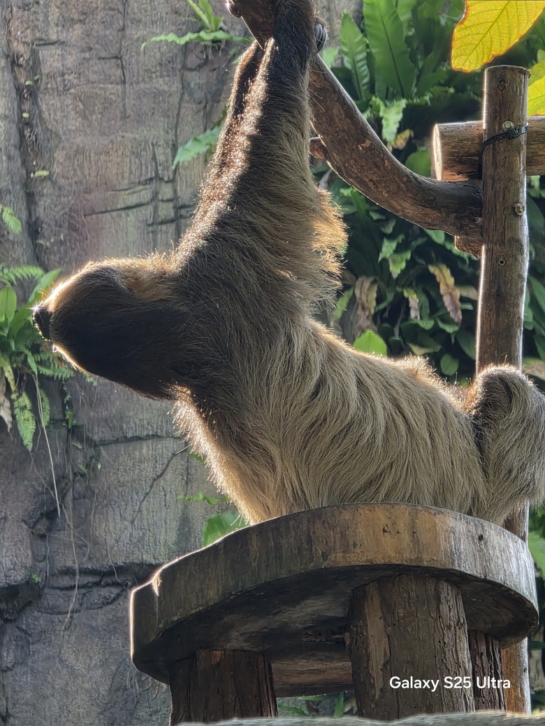 X200 Pro 動物園攝影心得feat. S25 Ultra