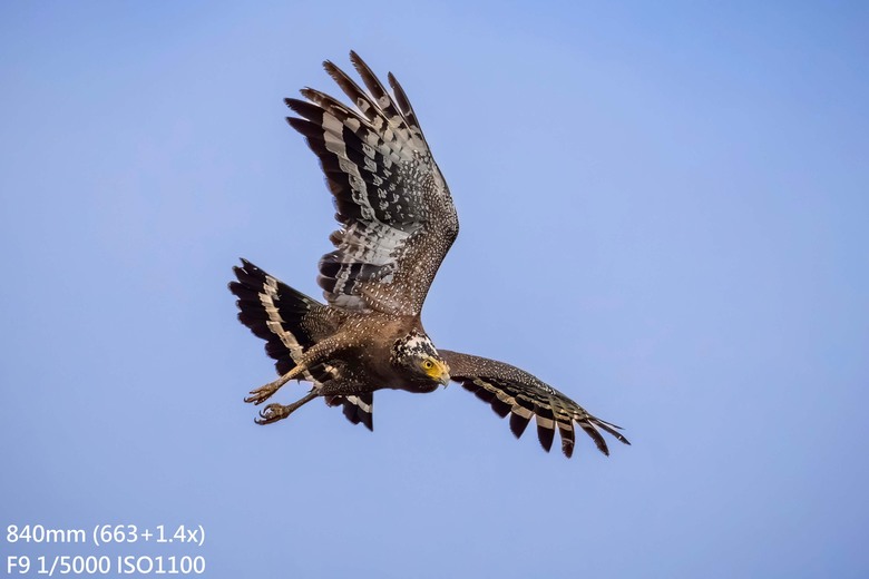 長焦Part3- 尼康Z600 f/6.3 VS Z400 f/4.5 Z180-600+ZTC畫質比較
