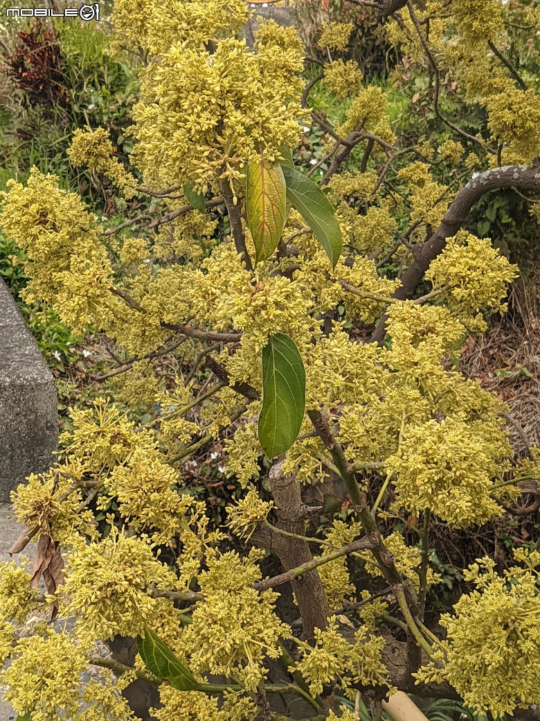 黃花風鈴木 台南市東區林森路二段 03/15
