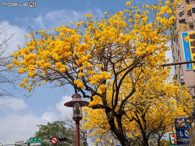 黃花風鈴木 台南市東區林森路二段 03/15