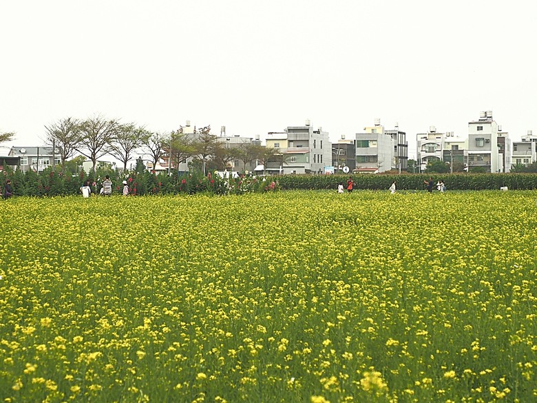 2025學甲蜀葵花文化節、新營波光節與2024 漫月美行動，附掛清安意麵與銀峰冰菓室 — 北臺南藝文活動大彙集
