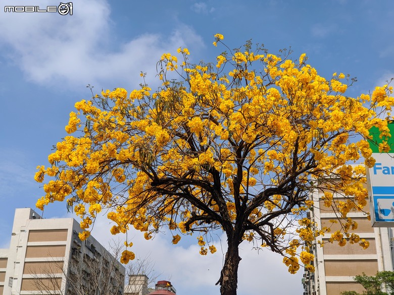黃花風鈴木 台南市東區林森路二段 03/15