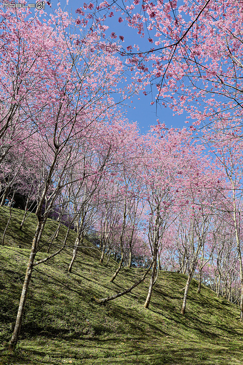 用RF24mm f/1.4L VCM拍下粉紅櫻花林，超夢幻！
