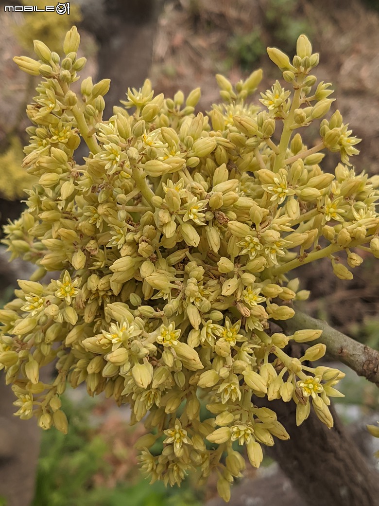 黃花風鈴木 台南市東區林森路二段 03/15