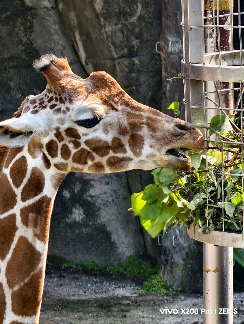 X200 Pro 動物園攝影心得feat. S25 Ultra