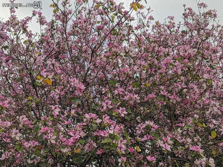 黃花風鈴木 台南市東區林森路二段 03/15