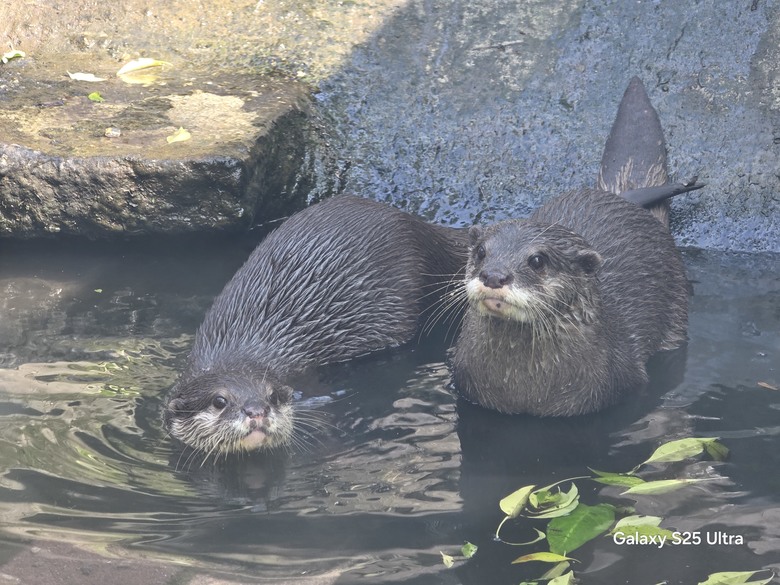 X200 Pro 動物園攝影心得feat. S25 Ultra