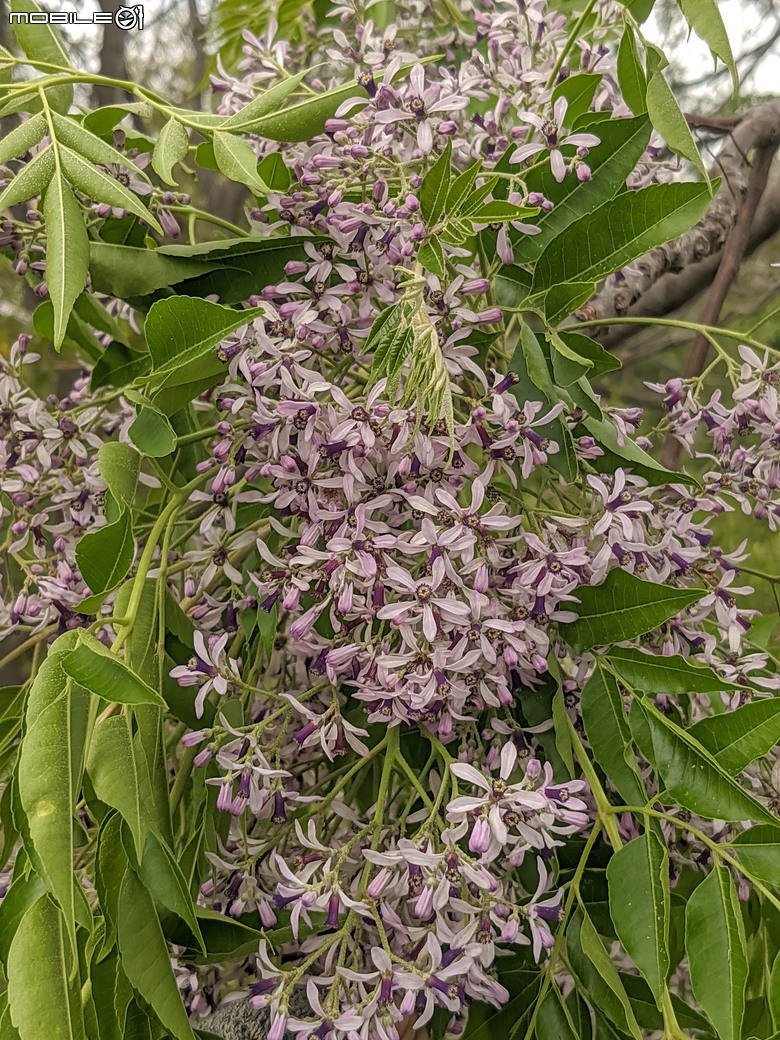 黃花風鈴木 台南市東區林森路二段 03/15
