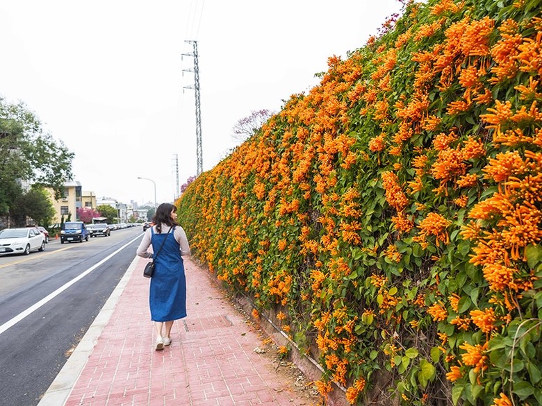 2025中部炮仗花懶人包!5處人氣壯觀花海 帶你看盡橘紅花瀑