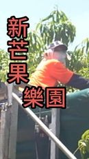 傳說澳洲工作 - 摘芒果