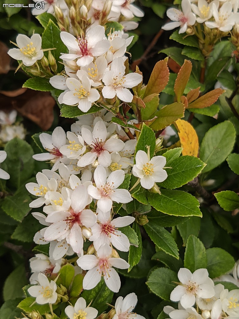 黃花風鈴木 台南市東區林森路二段 03/15
