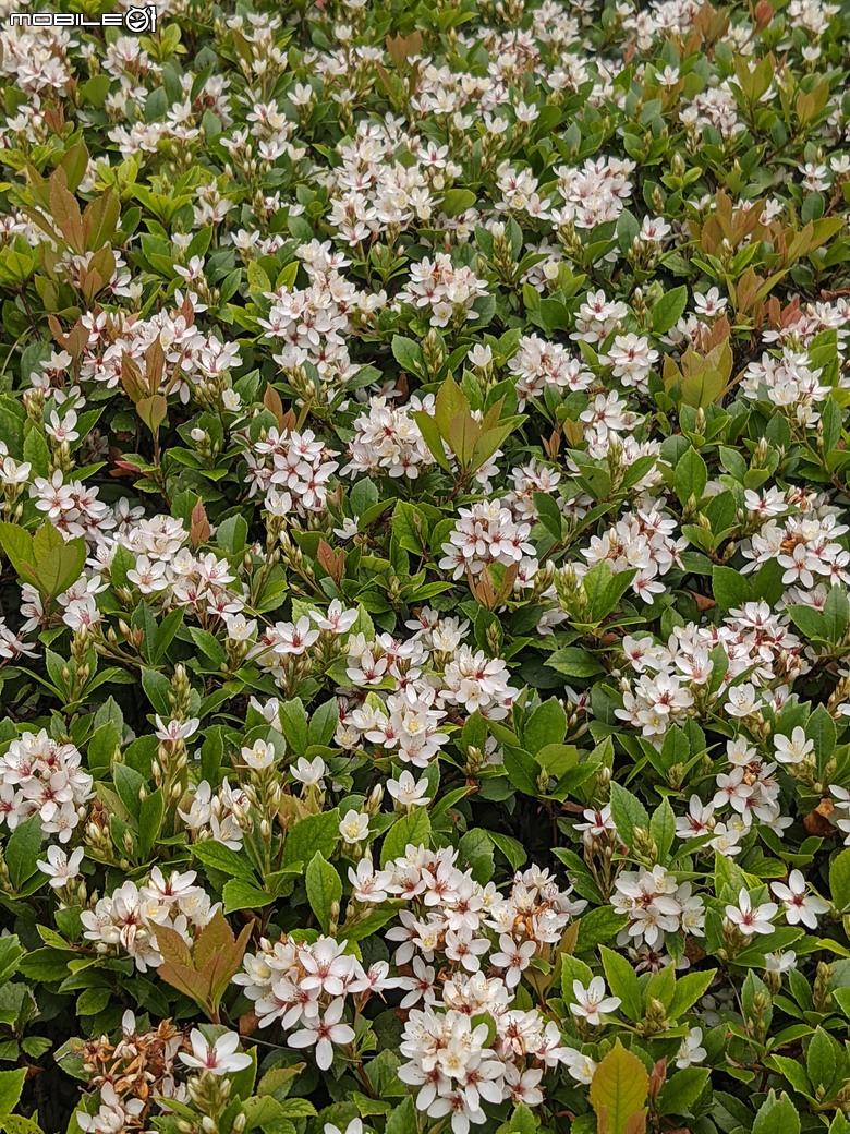 黃花風鈴木 台南市東區林森路二段 03/15