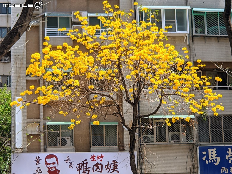 黃花風鈴木 台南市東區林森路二段 03/15