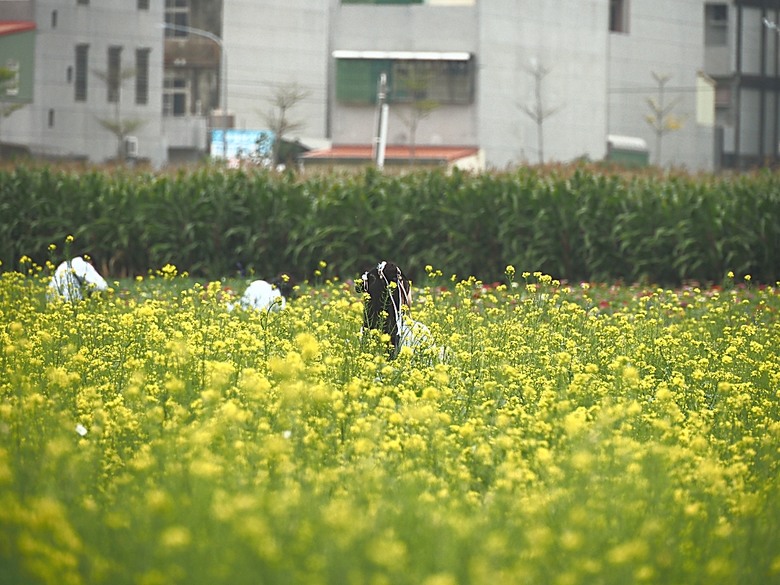 2025學甲蜀葵花文化節、新營波光節與2024 漫月美行動，附掛清安意麵與銀峰冰菓室 — 北臺南藝文活動大彙集