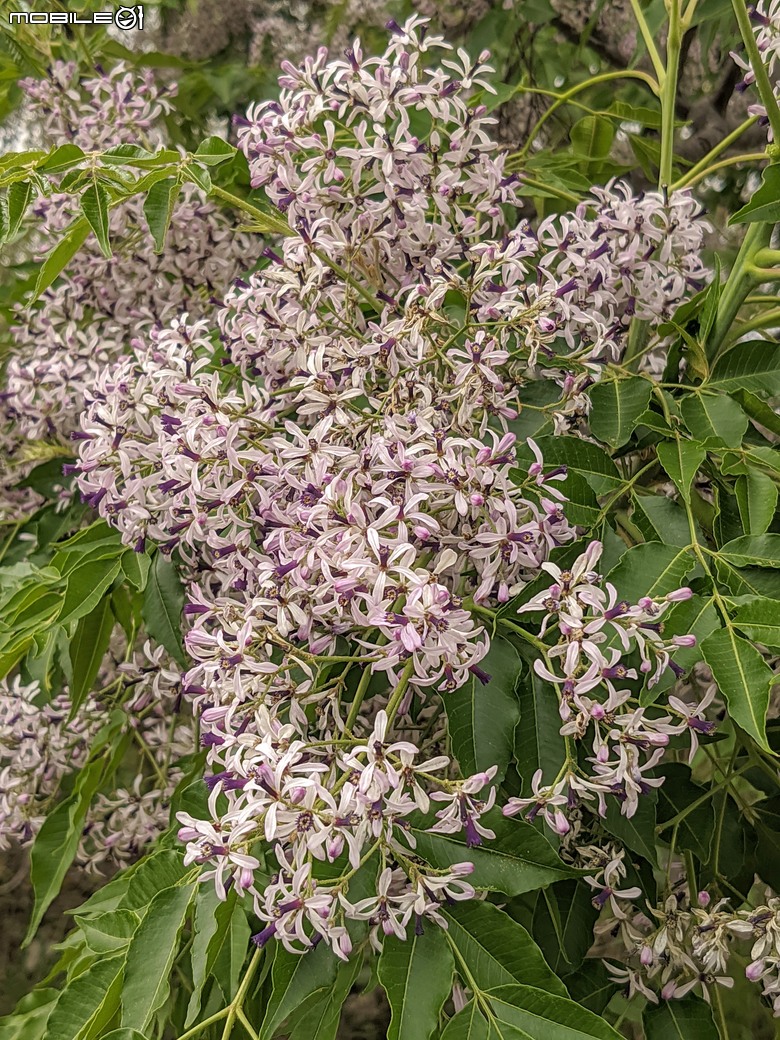 黃花風鈴木 台南市東區林森路二段 03/15
