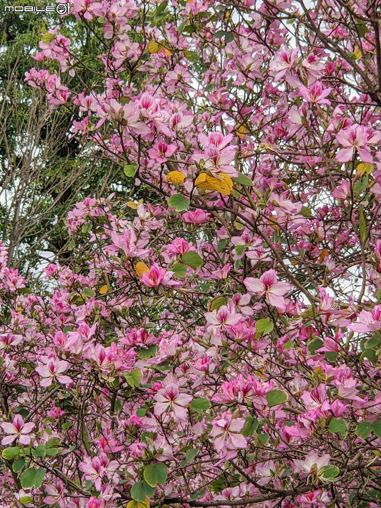 黃花風鈴木 台南市東區林森路二段 03/15