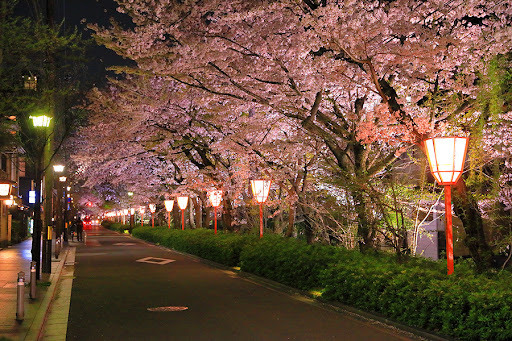 🌸 穿著和服漫步鴨川 🌸