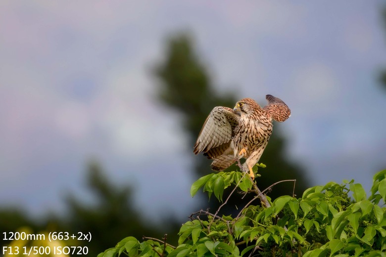 長焦Part3- 尼康Z600 f/6.3 VS Z400 f/4.5 Z180-600+ZTC畫質比較